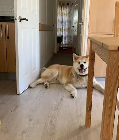 Holenderski Jasnotka 別荘 *