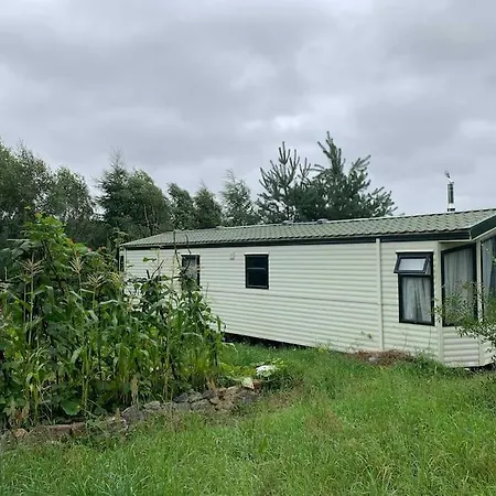 Holenderski Jasnotka