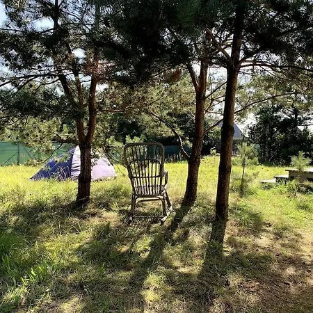 Holenderski Jasnotka *