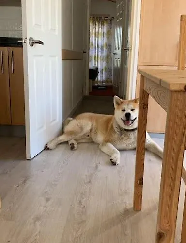 Holenderski Jasnotka Dom wakacyjny *