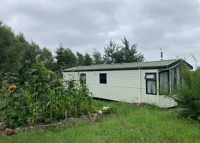 Holenderski Jasnotka