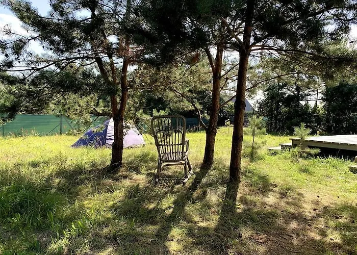 Holenderski Jasnotka *