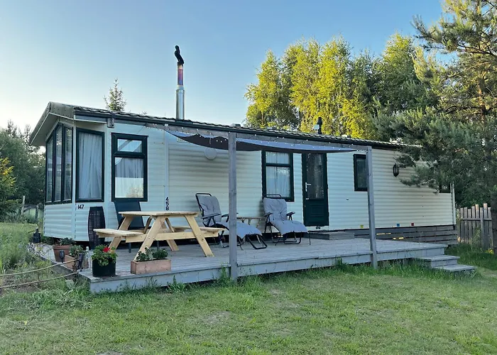 Holenderski Jasnotka Golubie